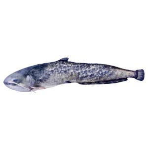 Ryba Maskotka Zabawka Pluszak Sum 115cm