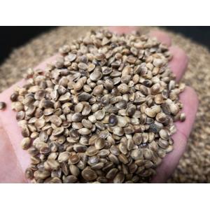 Carp Seeds Konopie worek 5kg