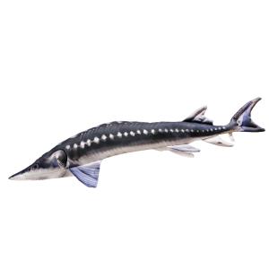 Ryba Maskotka Zabawka Pluszak Jesiotr 36cm