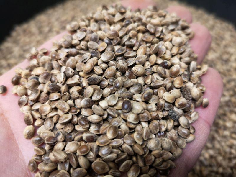 Carp Seeds Konopie worek 5kg