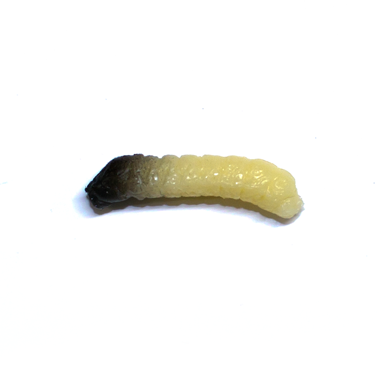 Revol Baits Chruścik 30mm Ser Czosnek 10szt.