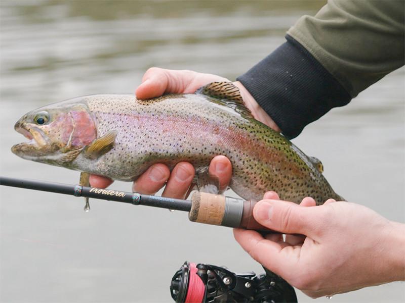 Delphin Troutera HardLure 180cm 1-5g 2s wędka Delphin Troutera HardLure 180cm 1-5g 2s wędka