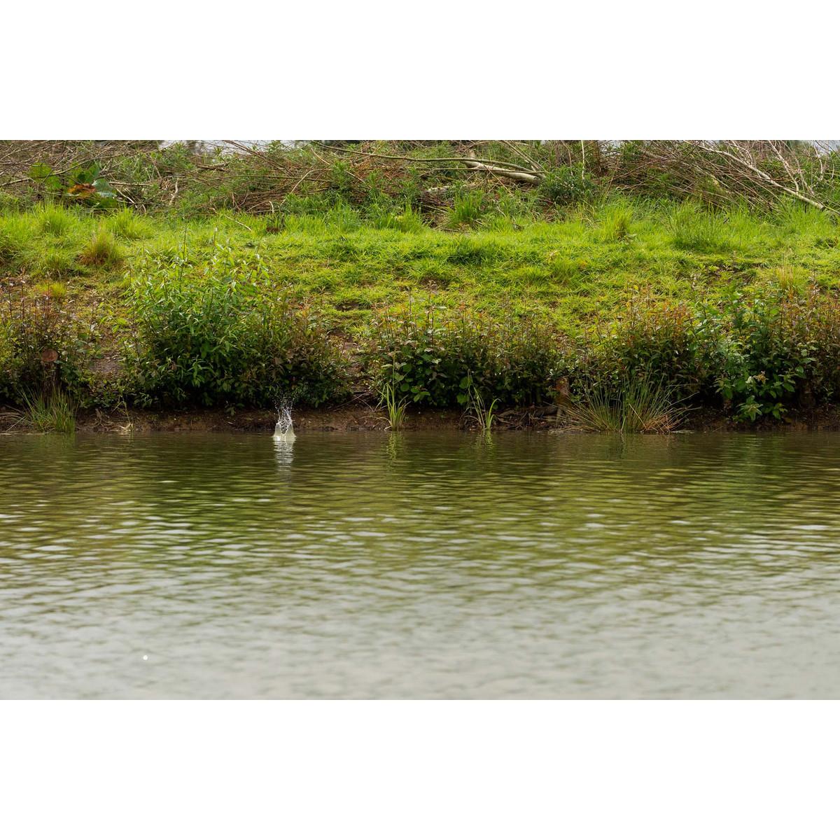 Preston ICS In-Line Dura Flat Method Feeder Medium 60g podajnik